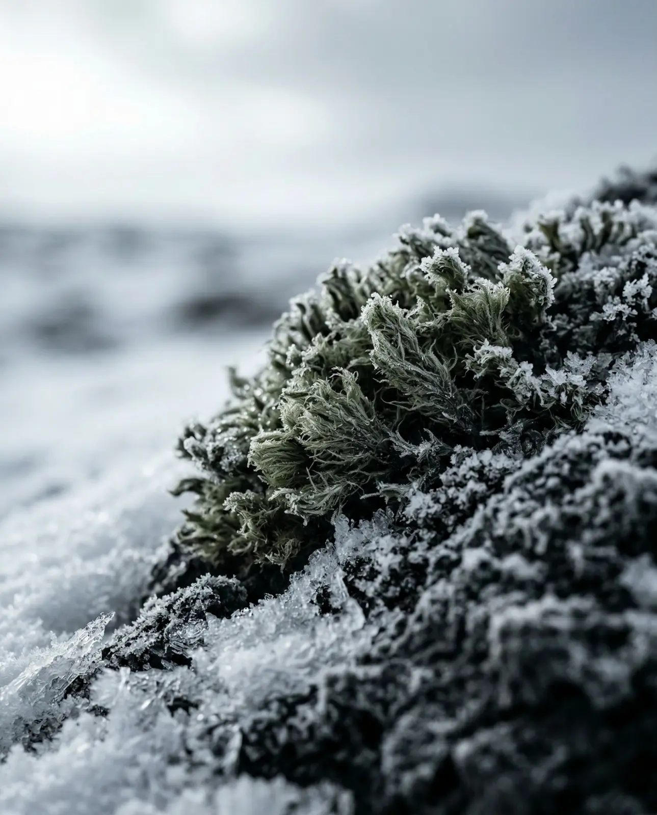 Frost-covered moss on a rock in a snowy northern landscape